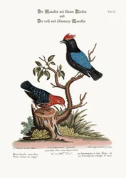 A kékhátú manakin és a vörös-fekete manakin, 1749-73